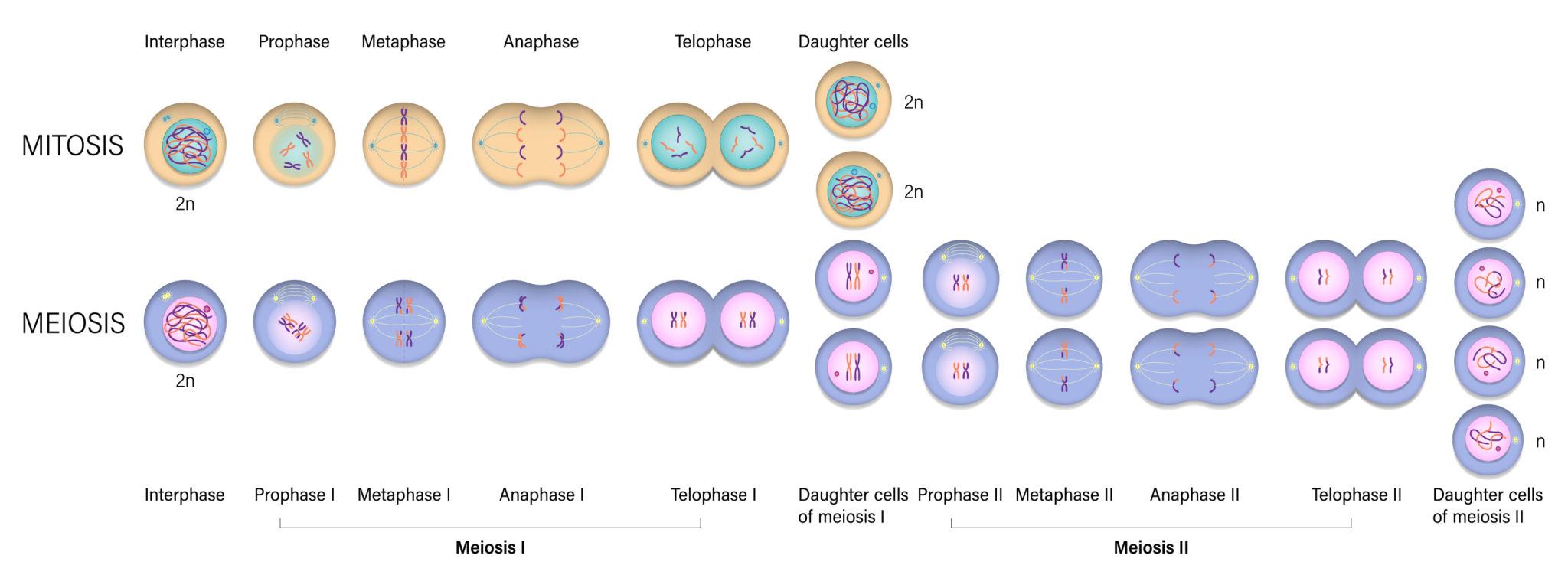 Difference Between Mitosis and Meiosis: Definition, Stages, Table & Easy Comparison